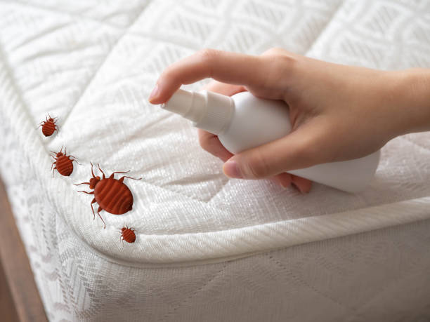 Best Bed Bug Extermination  in Northbrook, OH