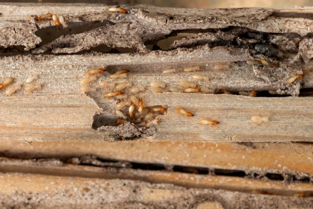 Best Local Pest Control Services  in Northbrook, OH
