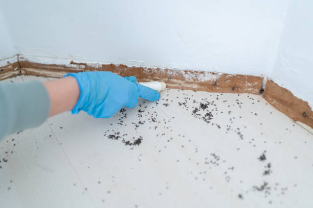 Best Ant Control Services  in Northbrook, OH